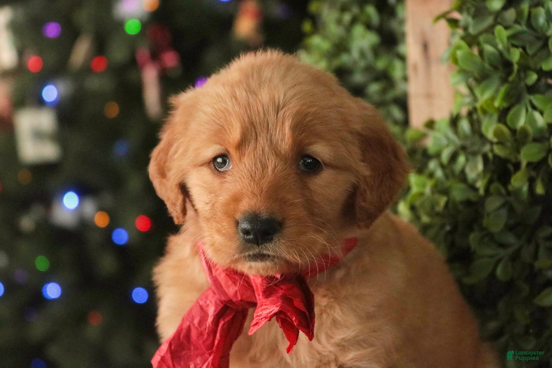 Golden Retriever dogs for sale: Serenity - AKC - Ad 2