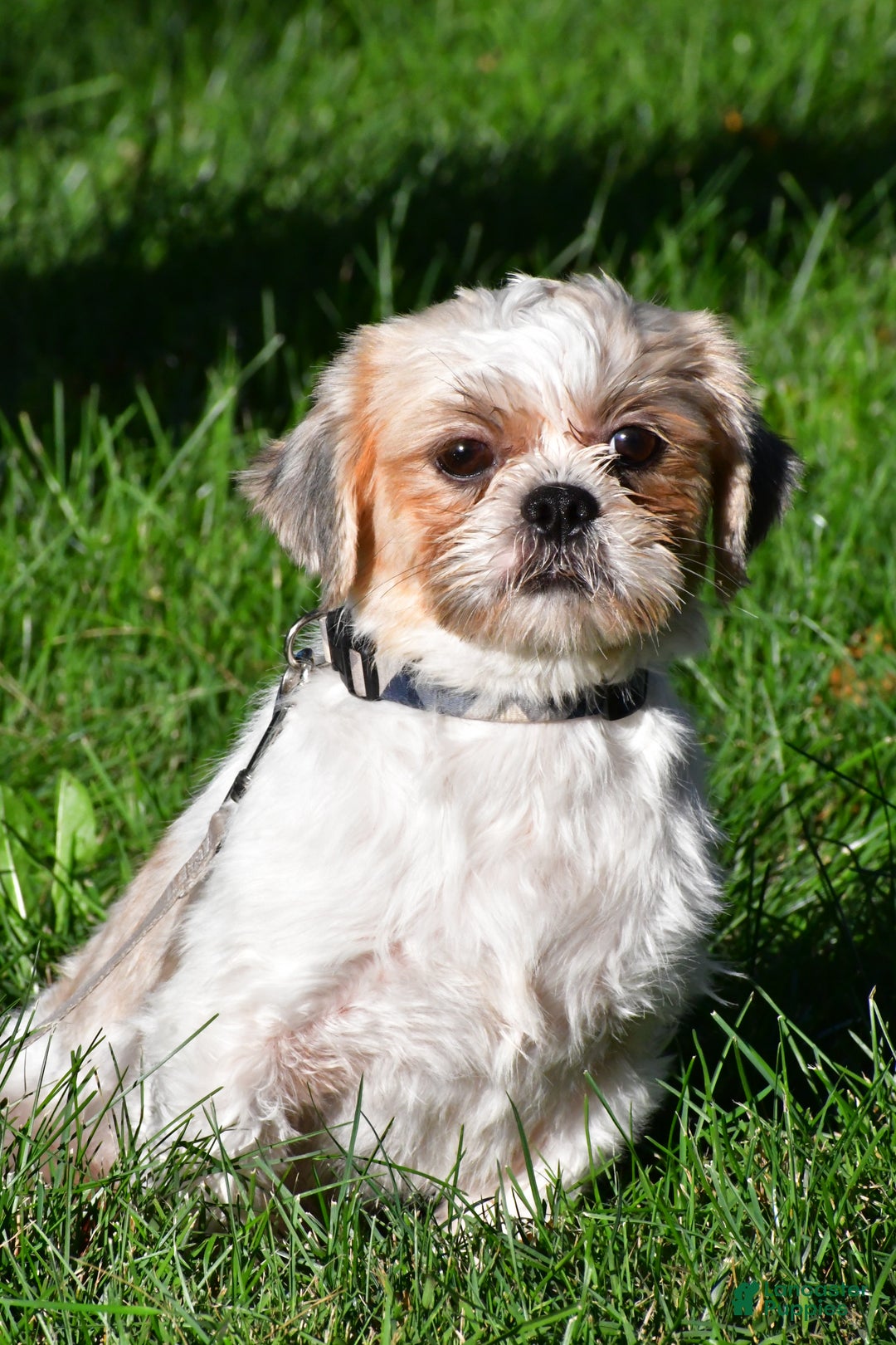 Shih Tzu dogs for sale: Frank - Ad 10
