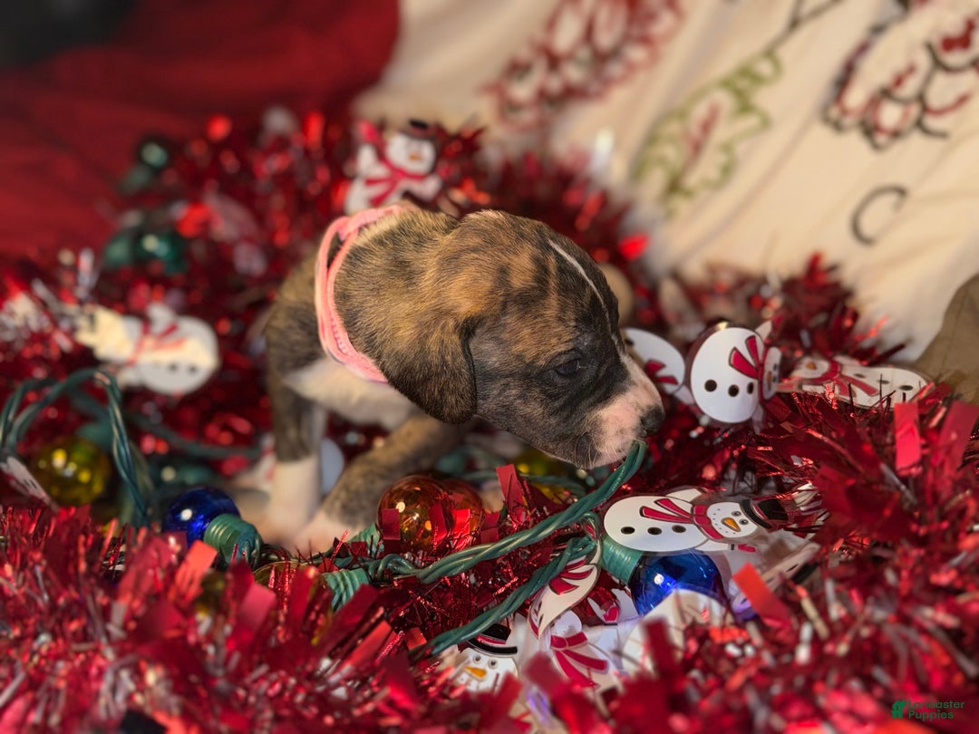 Great Dane dogs for sale: Izzy - Ad 5