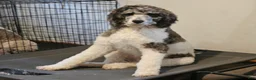 Standard Poodle dogs for stud: Leonidas  - Ad 4