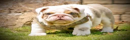 English Bulldog dogs for sale: English Bulldog Puppy  - Ad 1