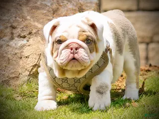 English Bulldog dogs for sale: English Bulldog Puppy - Ad 2