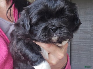 Pekingese dogs Lurch - Ad 2