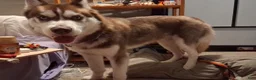 Siberian Husky dogs for sale: Siberian Husky 1 - Ad 6