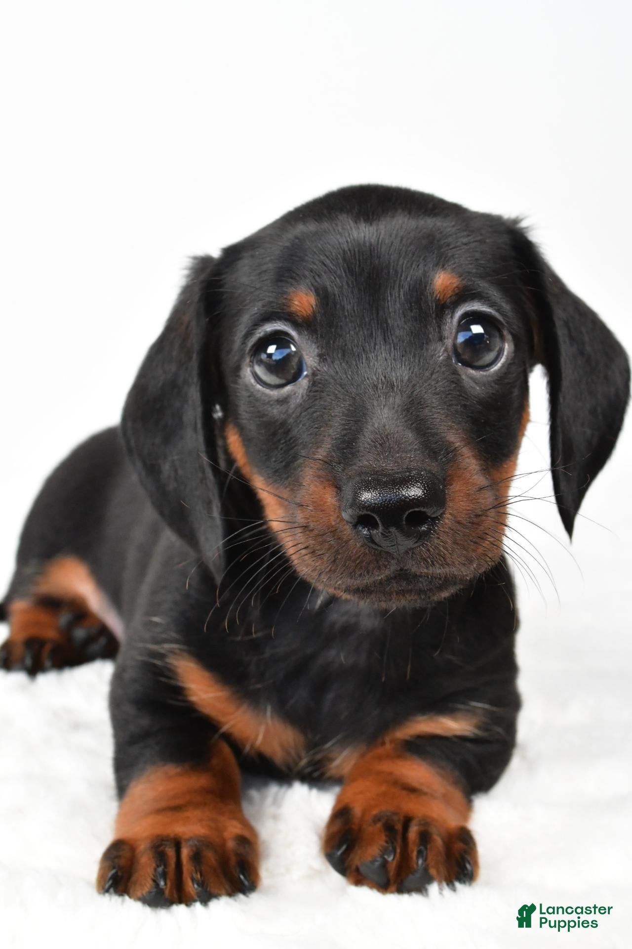 Miniature Dachshund dogs for sale: Franklin - Ad 2