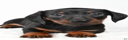 Miniature Dachshund dogs for sale: Franklin - Ad 2
