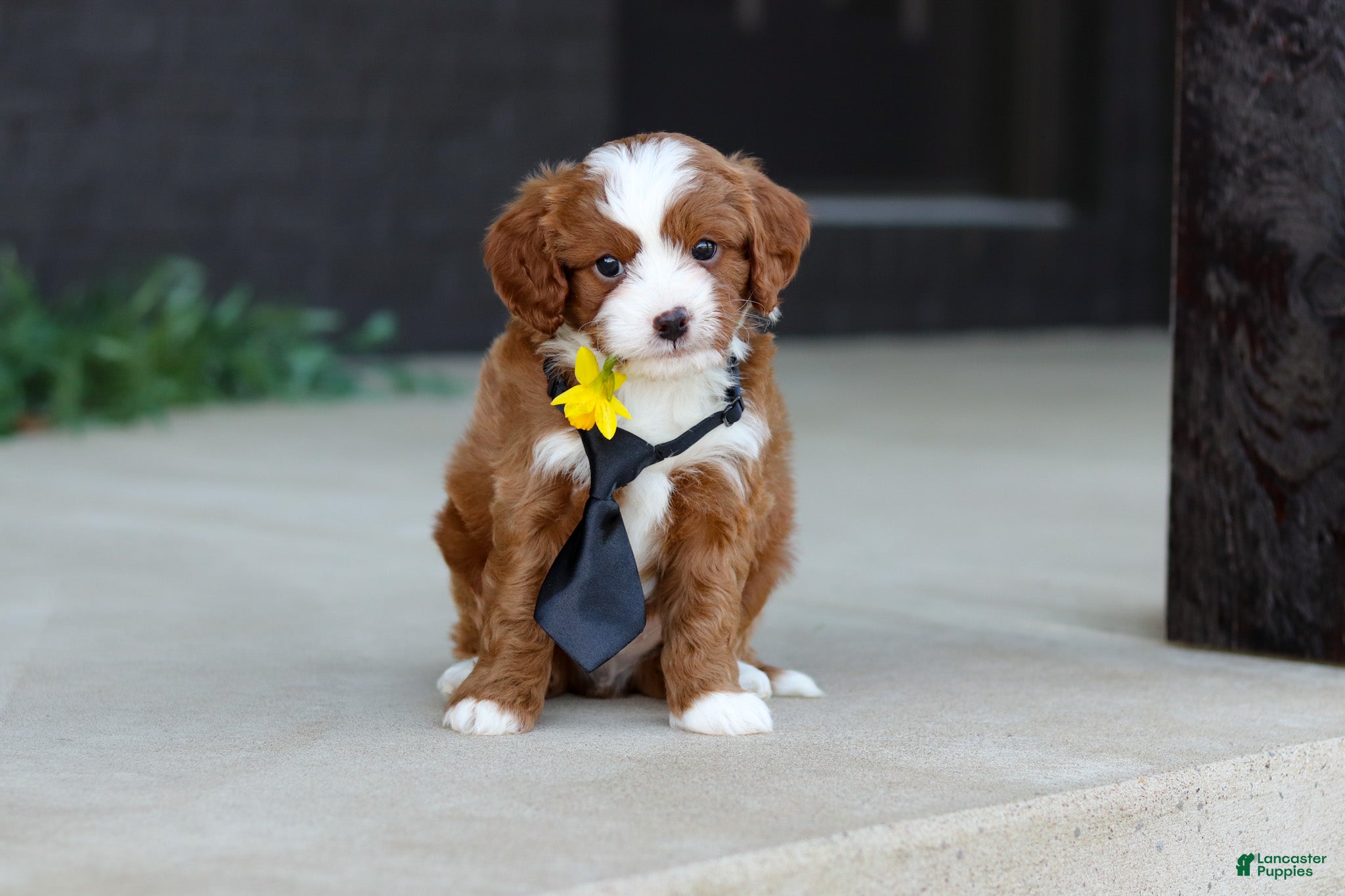 Cavapoo dogs Bruno - Ad 1