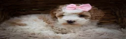 Cavachon dogs for sale: Hailey🌸 - Ad 16