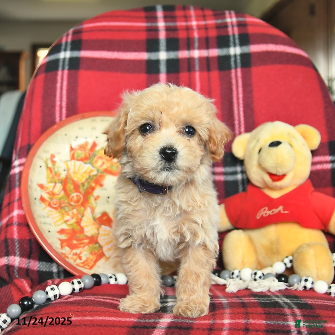 Bichpoo dogs for sale: Trixie - Ad 5