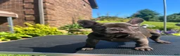 French Bulldog dogs for sale: French Bulldog 1 - Ad 5