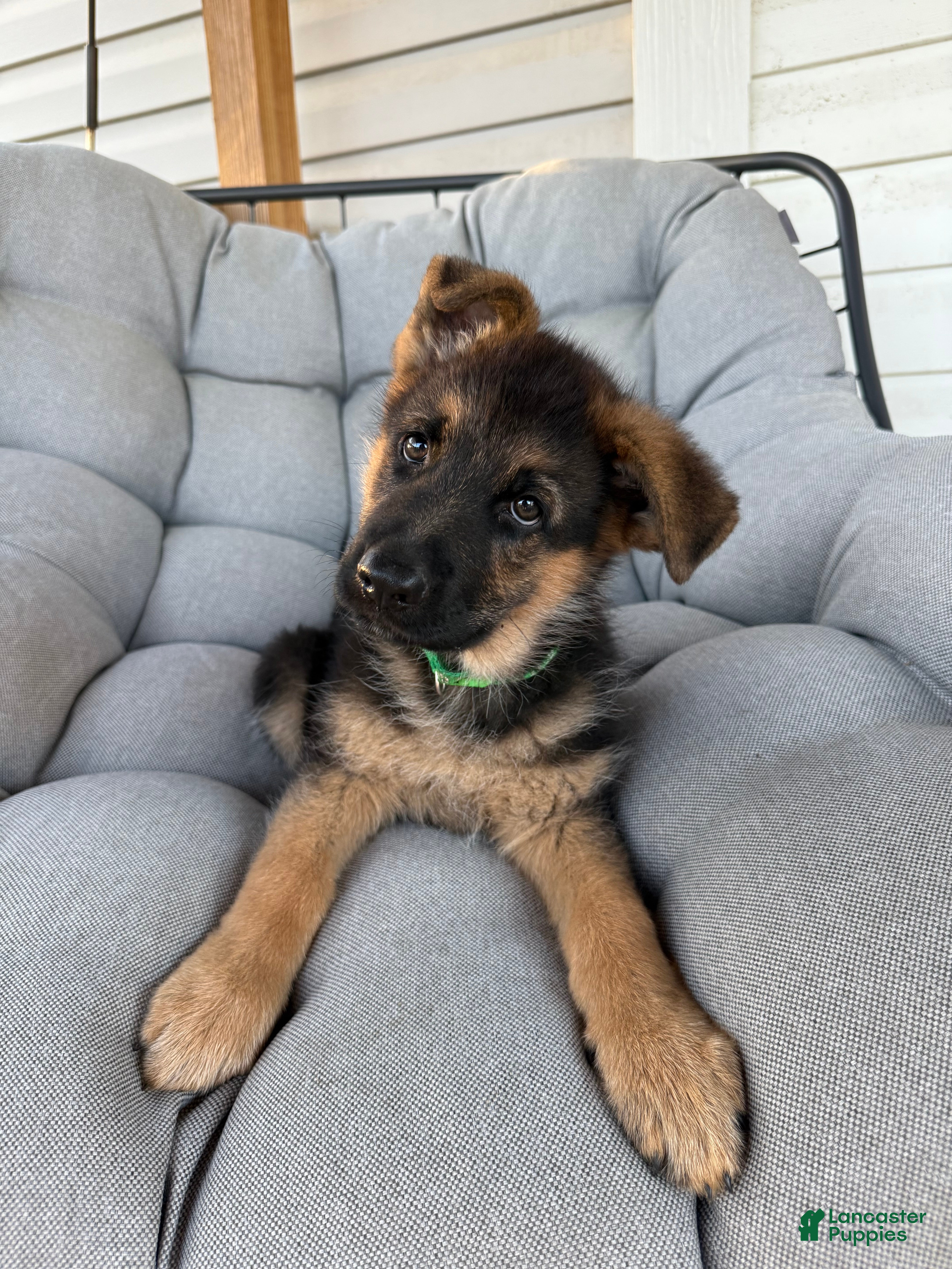 German Shepherd dogs Jet - Ad 22