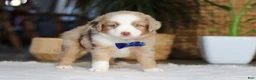 Australian Shepherd dogs for sale: Tango - Ad 3