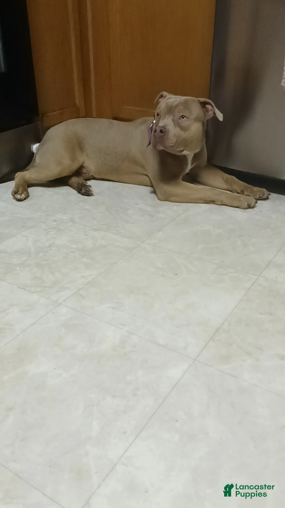 American Bully dogs for sale: American Bully Puppy 1 - Ad 2