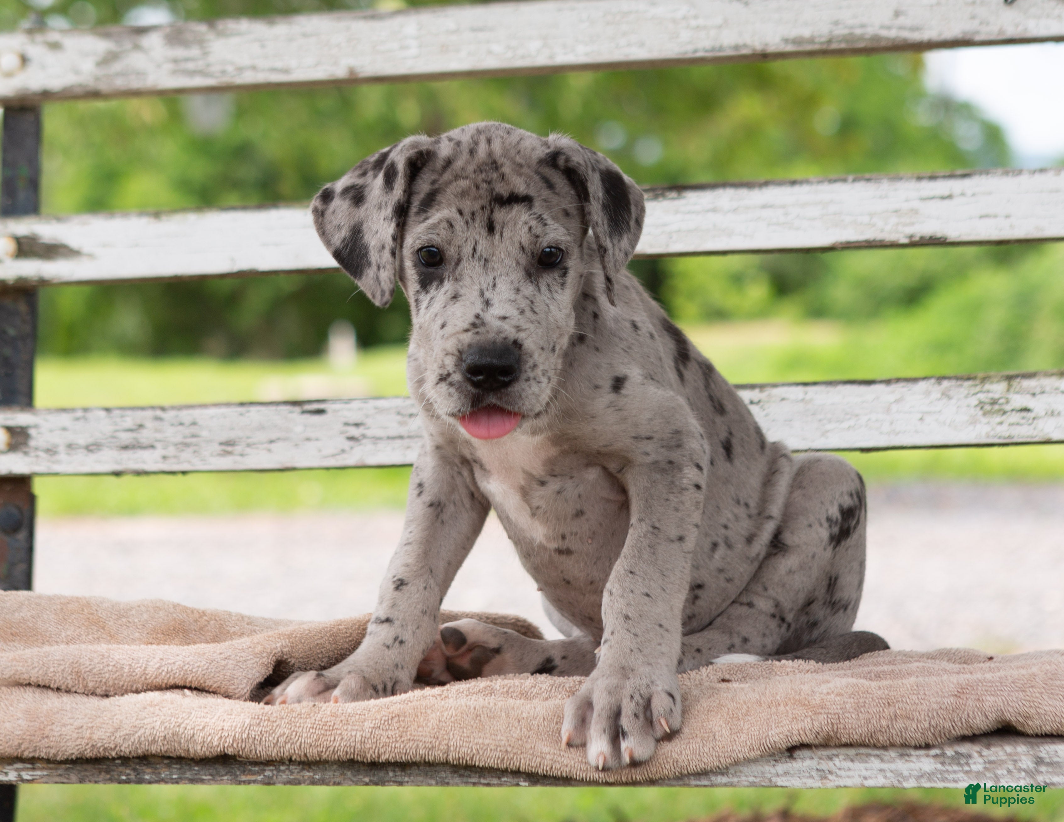 Great Dane dogs George - Ad 2