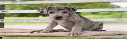 Great Dane dogs for sale: George - Ad 2