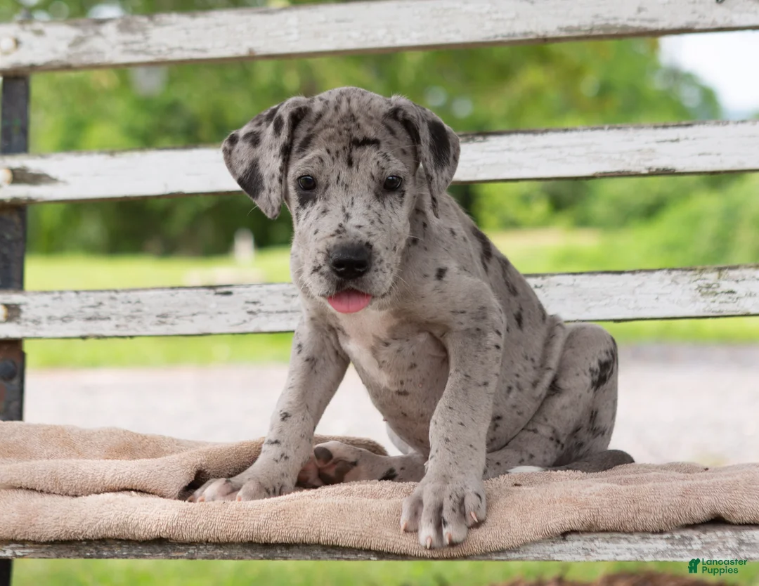 Great Dane dogs for sale: George - Ad 2