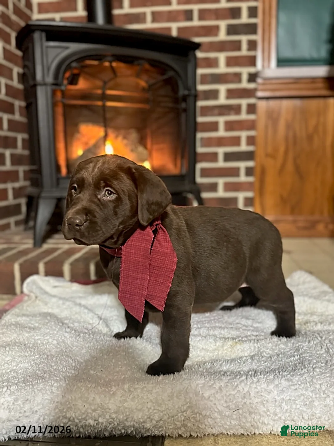 Labrador Retriever dogs for sale: Brett - Ad 3