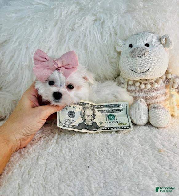 Maltese dogs Teacup Maltese 1 - Ad 2