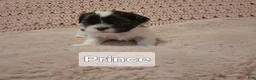 Shih Tzu dogs for sale: Prince - Ad 4