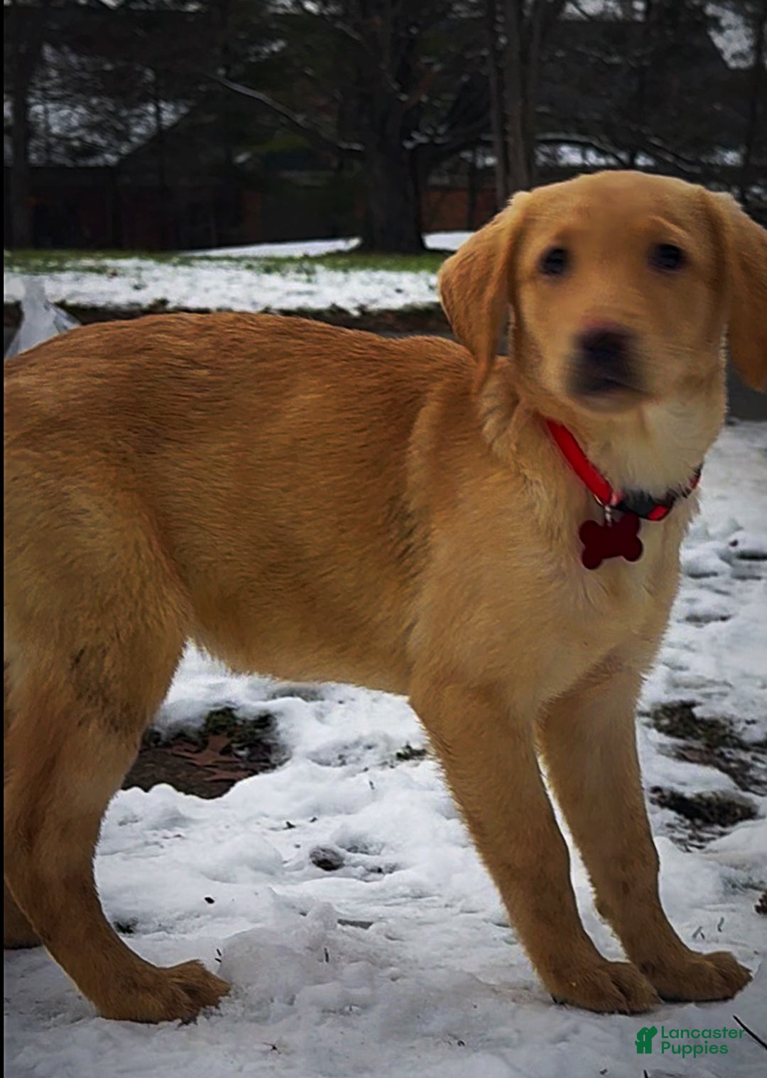 Labrador Retriever dogs for sale: Labrador Retriever Puppy 1 - Ad 2