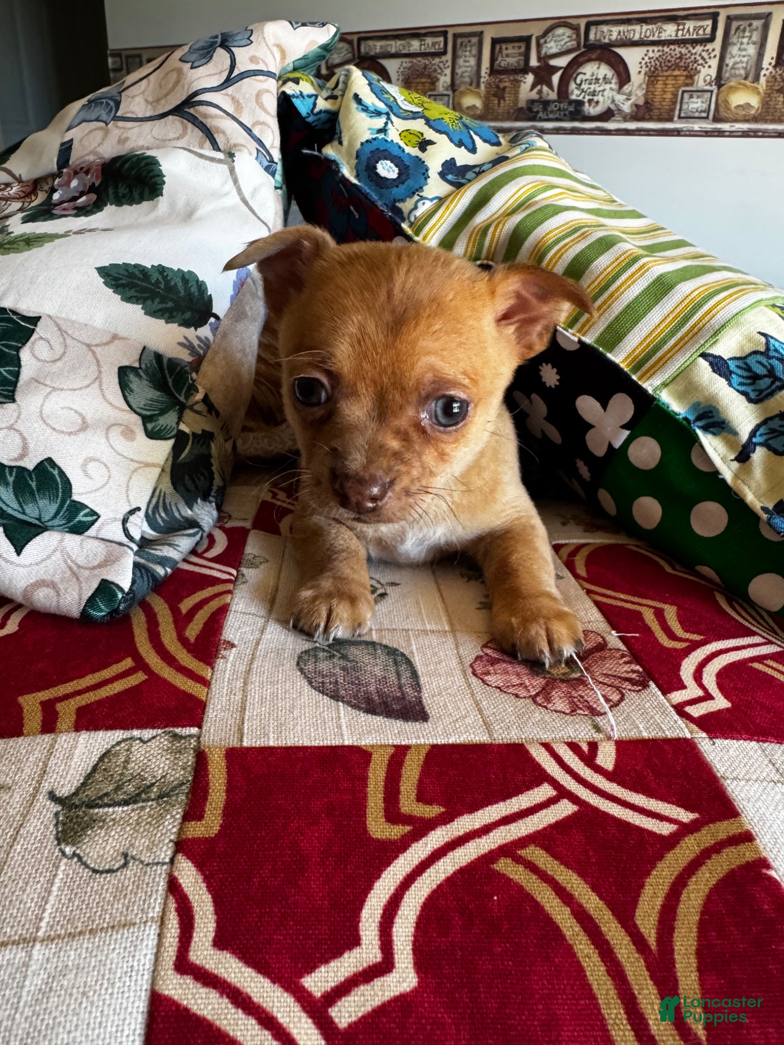Chihuahua dogs for sale: Chihuahua Puppy 4 - Ad 2