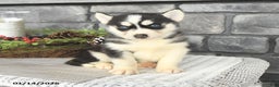 Siberian Husky dogs for sale: Lola - Ad 3