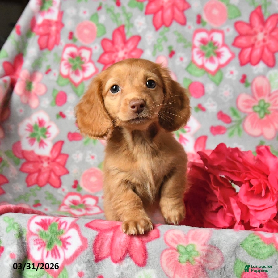 Miniature Dachshund dogs Peaches - Ad 1
