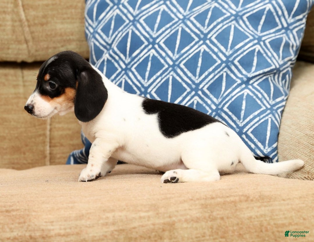 Miniature Dachshund dogs for sale: Piper - Ad 8