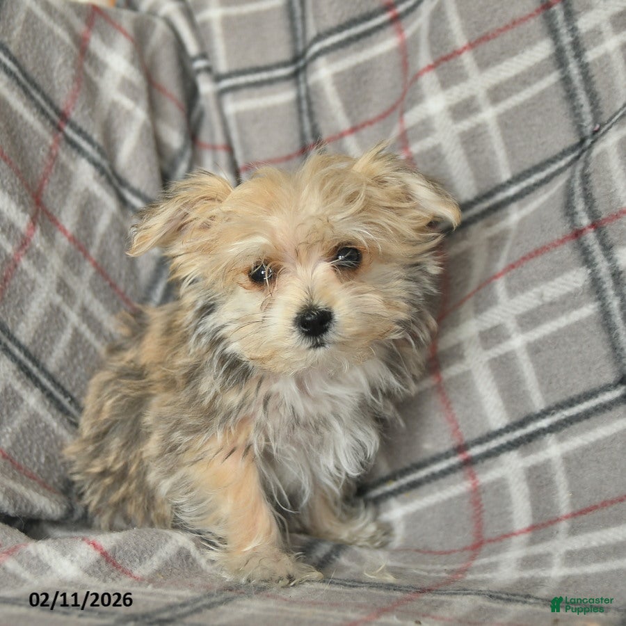Morkie dogs Nemo - Ad 2
