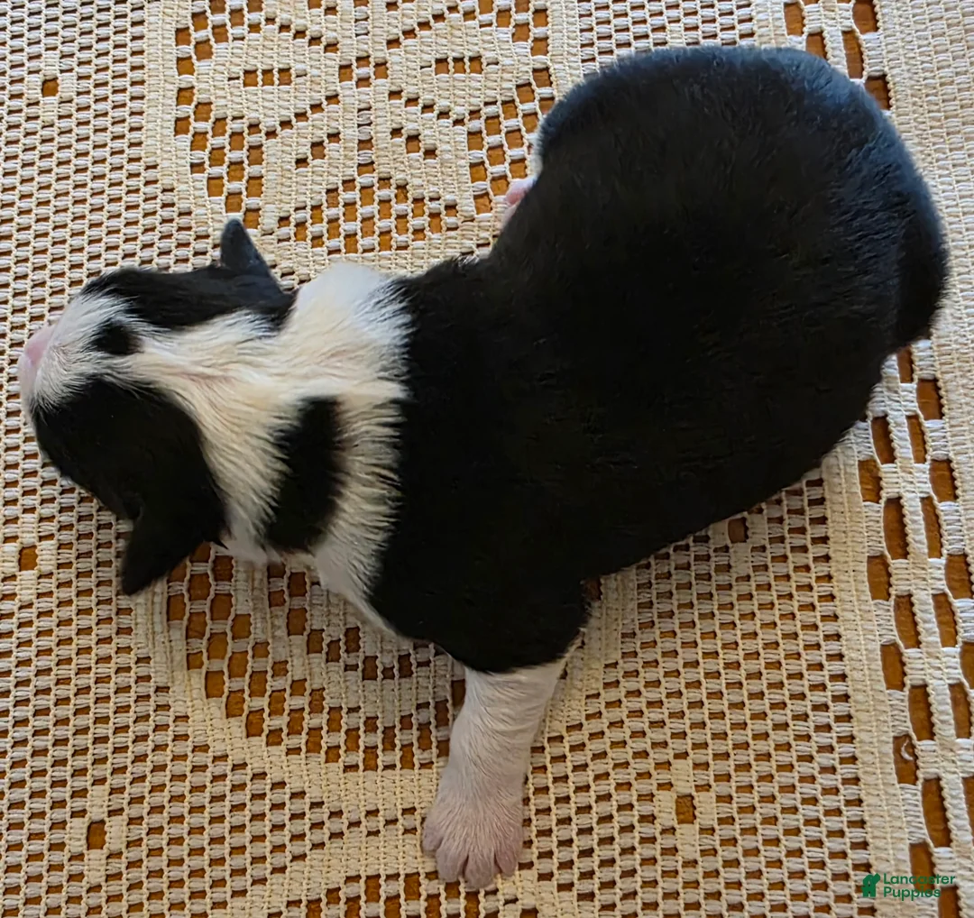 Border Collie dogs for sale: Border Collie Puppy 1 - Ad 3