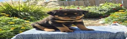 Rottweiler dogs for sale: Nova  - Ad 3