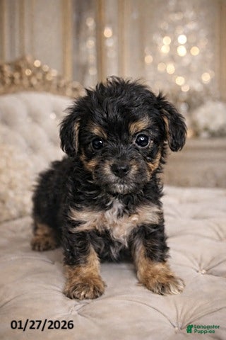 Yorkiepoo dogs Angie - Ad 27