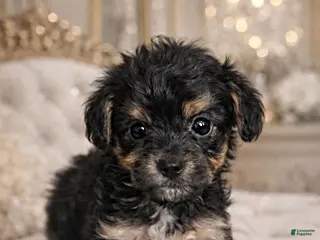 Yorkiepoo dogs Angie - Ad 27