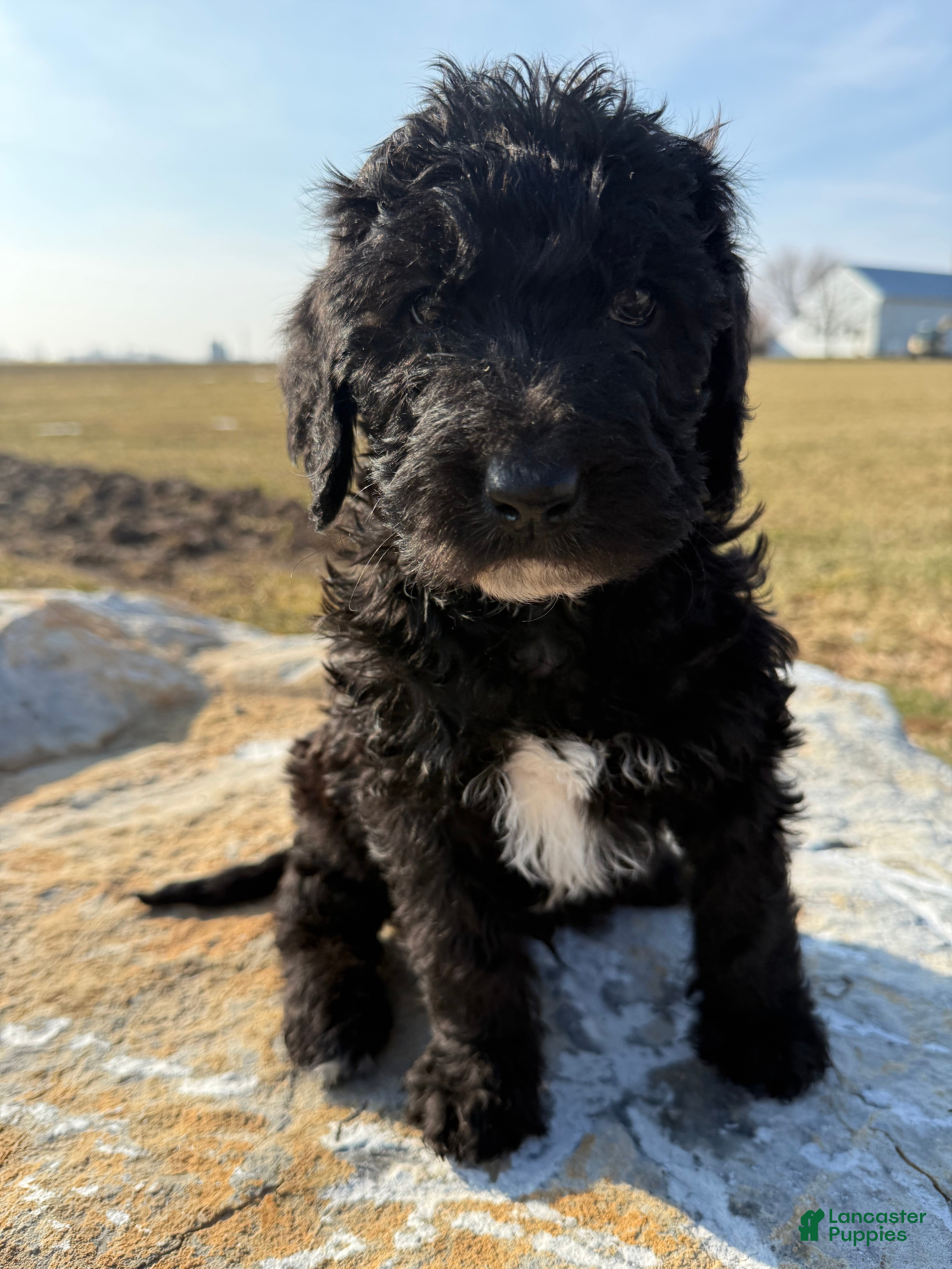 Mixed Breed dogs Sandy - Ad 1