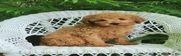 Miniature Poodle dogs for sale: Lila - Ad 1