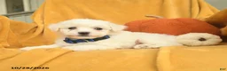 Bichon Frise dogs for sale: Henry  - Ad 5