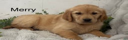 Golden Retriever dogs for sale: Merry - Ad 1