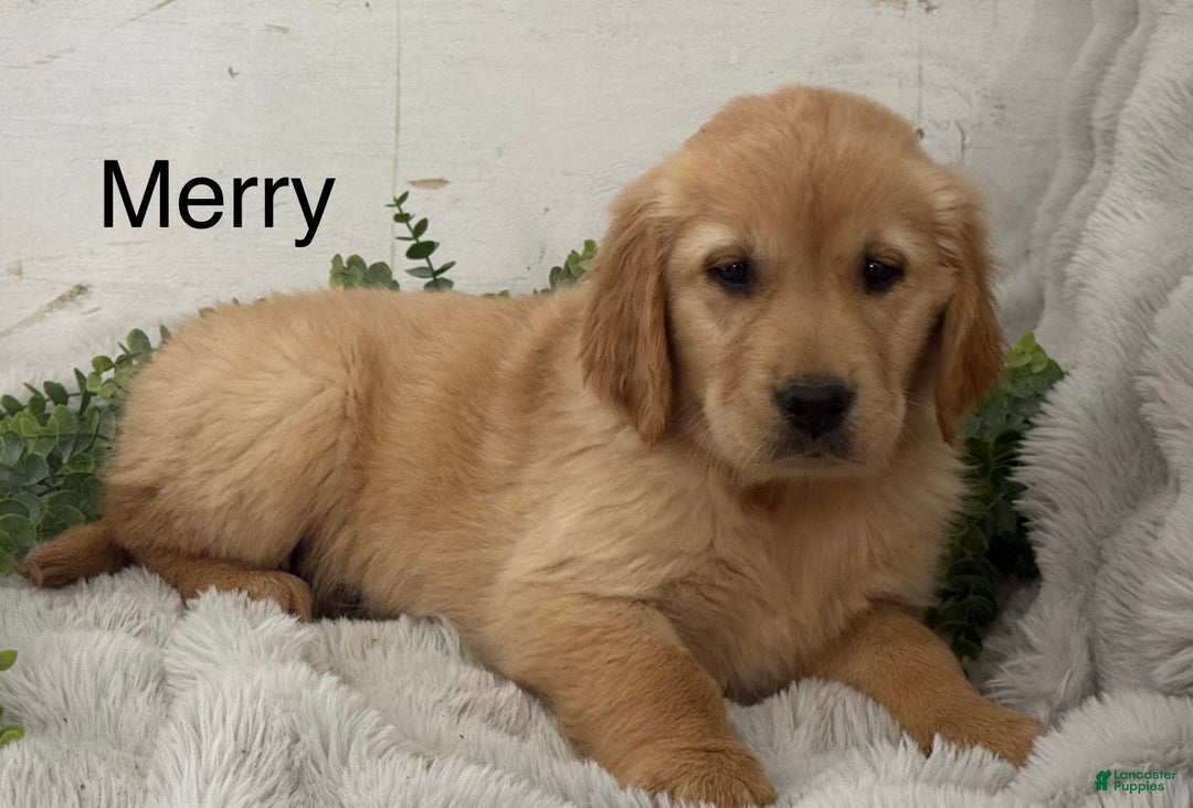 Golden Retriever dogs for sale: Merry - Ad 1