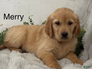 Golden Retriever dogs Merry - Ad 42