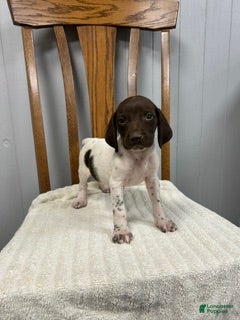 German Shorthaired Pointer dogs Buster - Ad 1