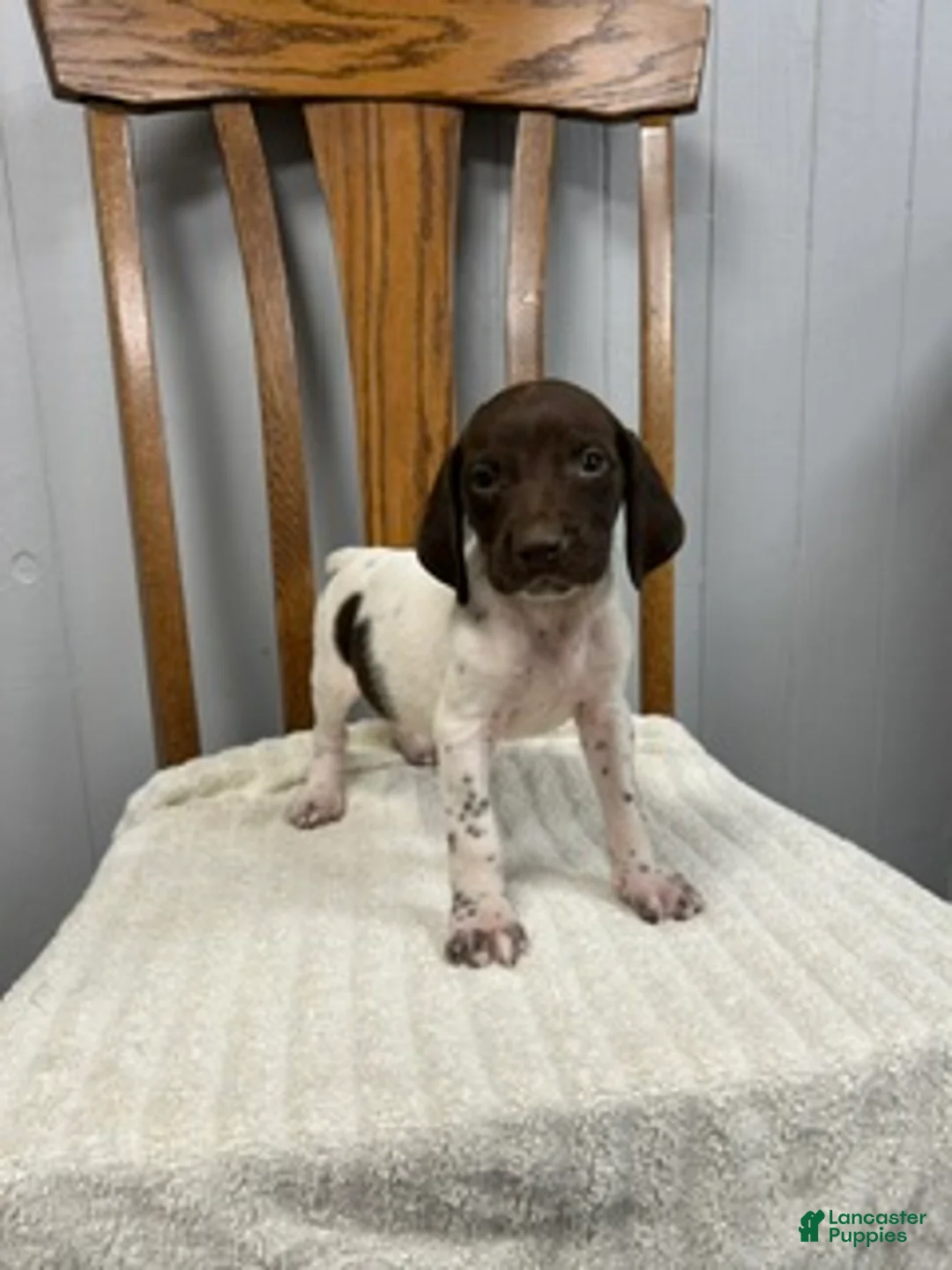 German Shorthaired Pointer dogs for sale: Buster - Ad 1