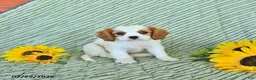 Cavalier King Charles Spaniel dogs for sale: Percy - Ad 4