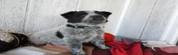 Australian Cattle Dog dogs for sale: Australian Cattle Dog 5 Busco` - Ad 5