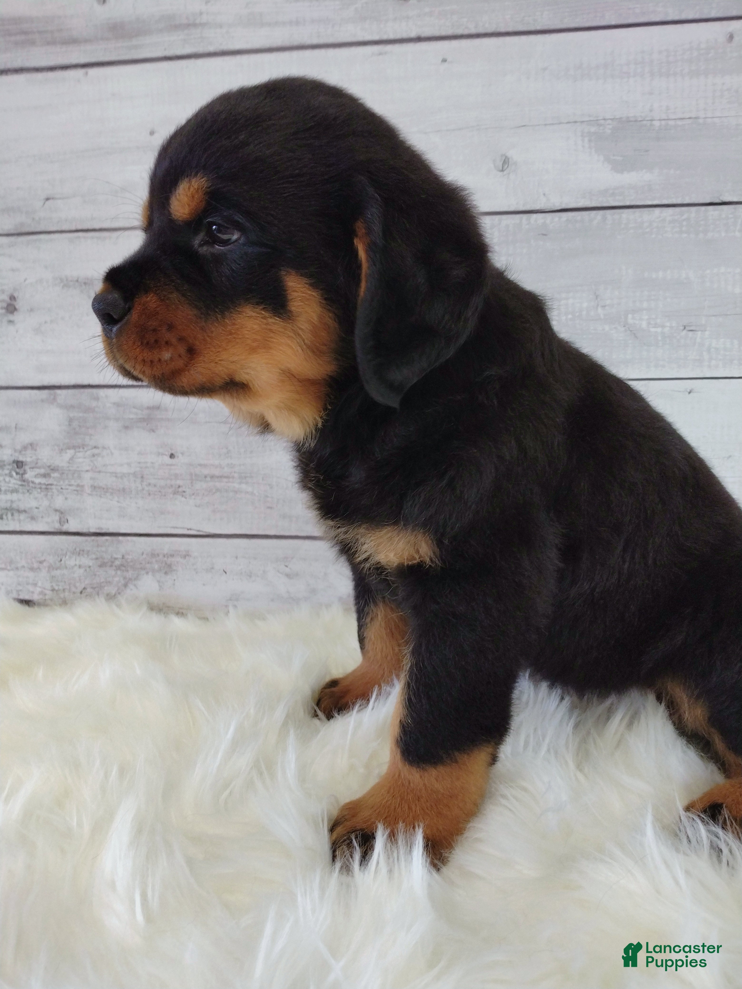Rottweiler dogs Rosco - Ad 1