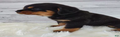 Rosco
