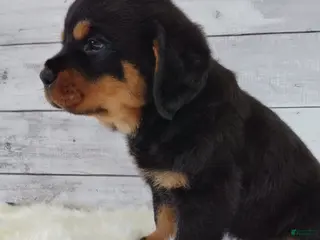 Rottweiler dogs for sale: Rosco - Ad 2