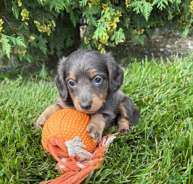 Miniature Dachshund dogs Nash - Ad 2
