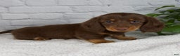 Miniature Dachshund dogs for sale: Dolly - Ad 2