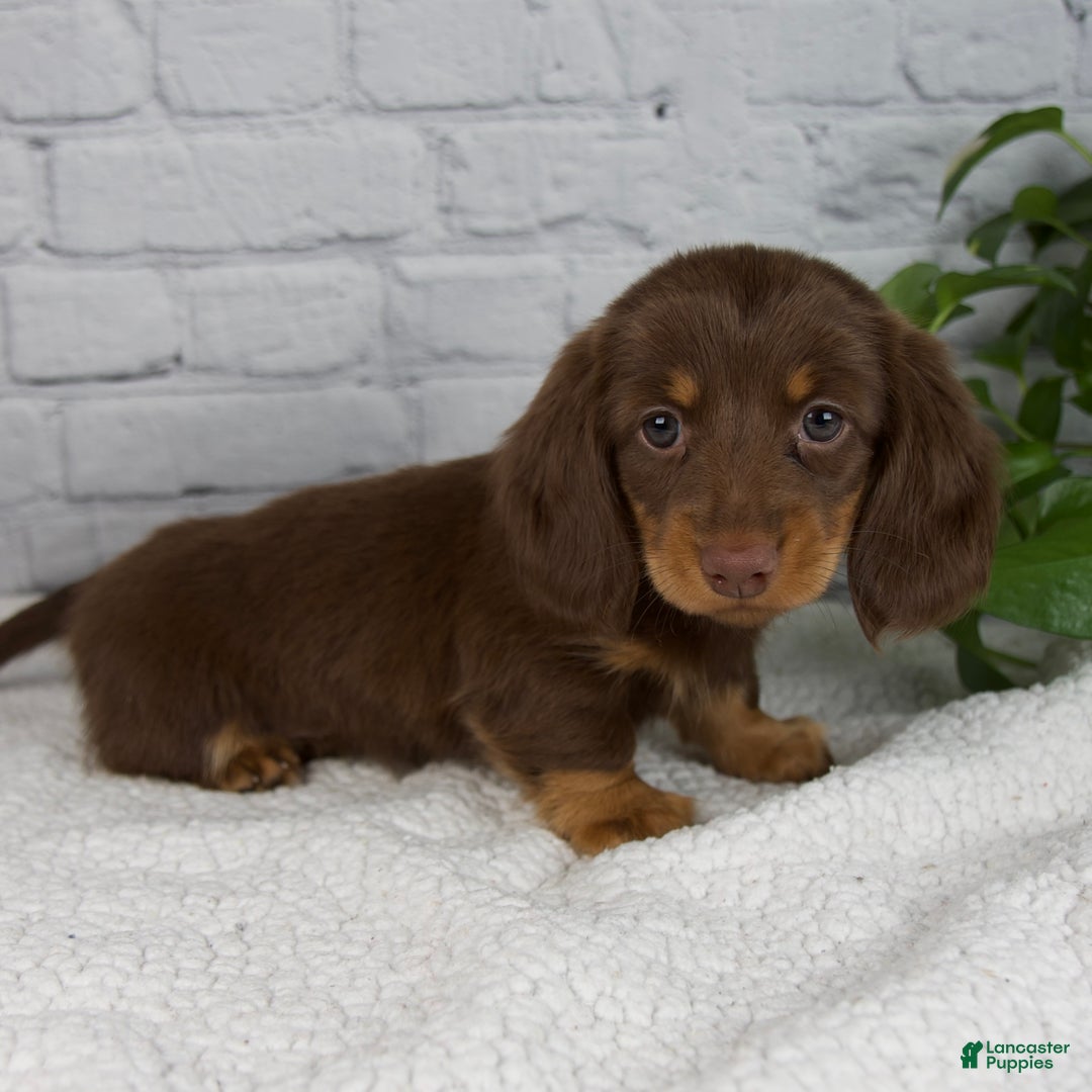 Miniature Dachshund dogs for sale: Dolly - Ad 2