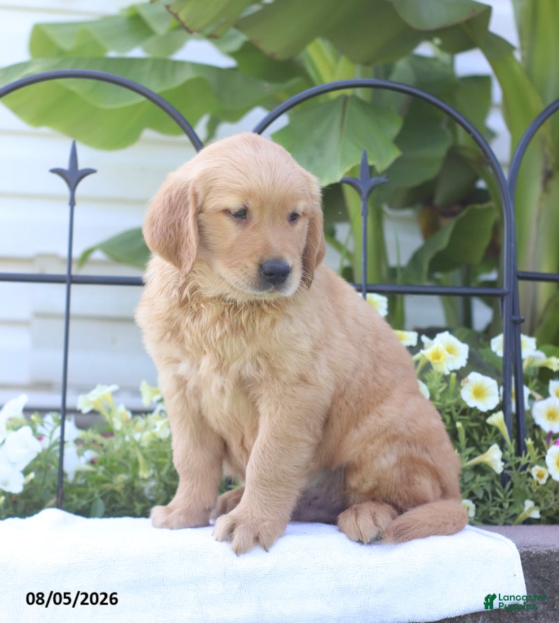 Golden Retriever dogs Carter - Ad 2
